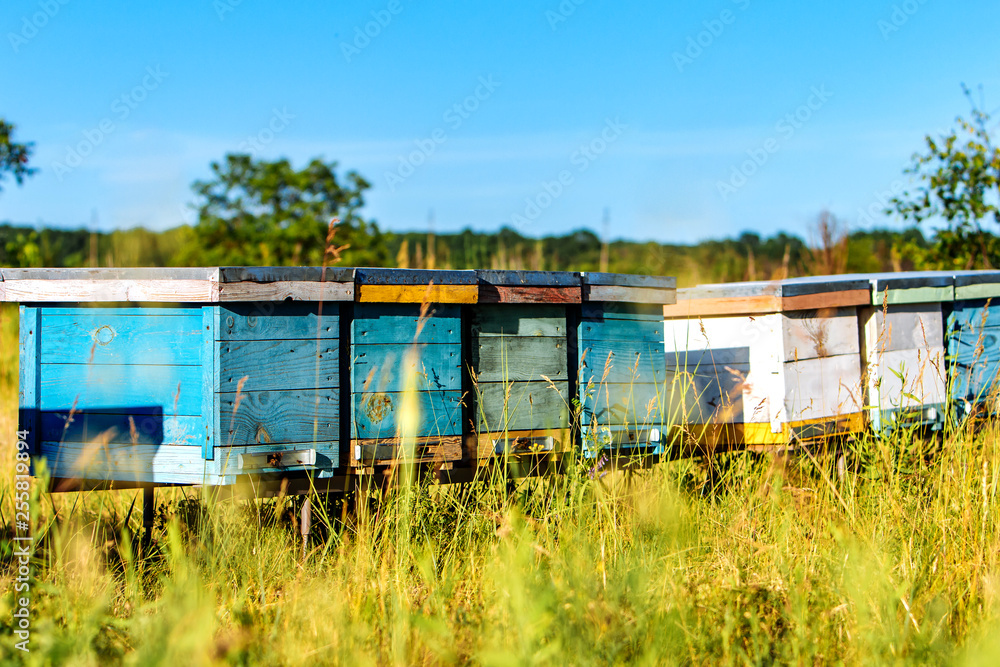 Hives in an apiary. Life of worker bees. Honey bees (Apis mellifera) in flight