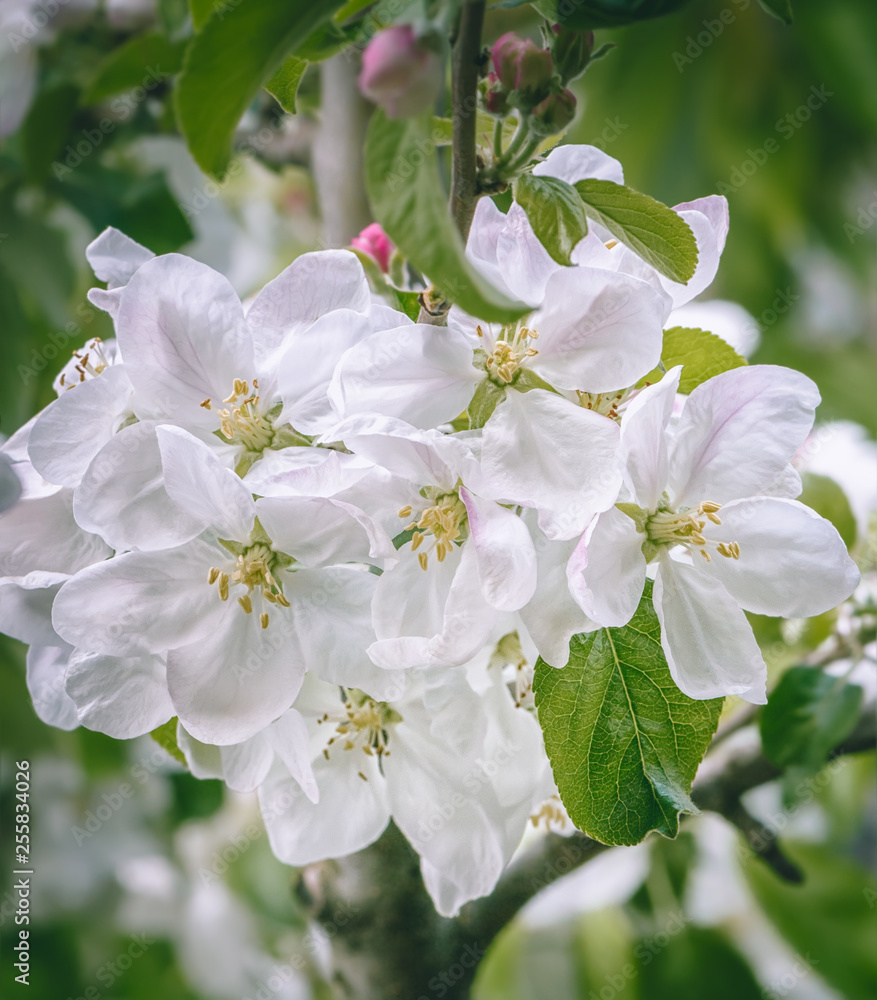 Close up of blooming apple tree. Macro photo with shallow depth of field and soft focus.