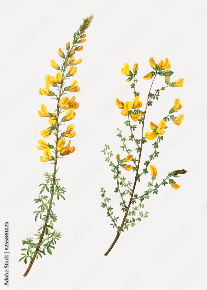 合花Cytisus complicatus花