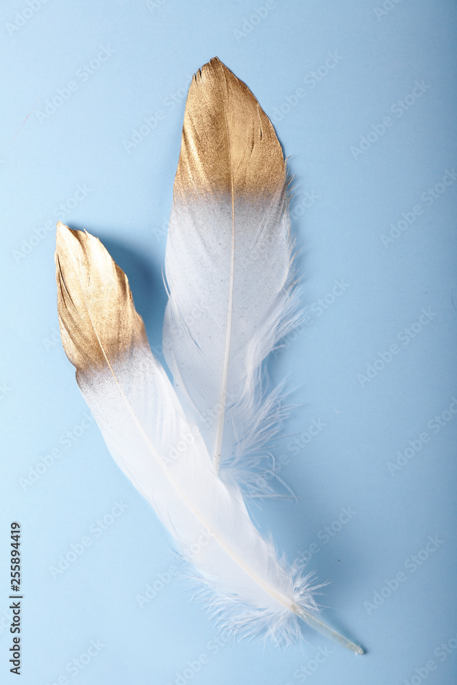 Feathers with golden paint on color background