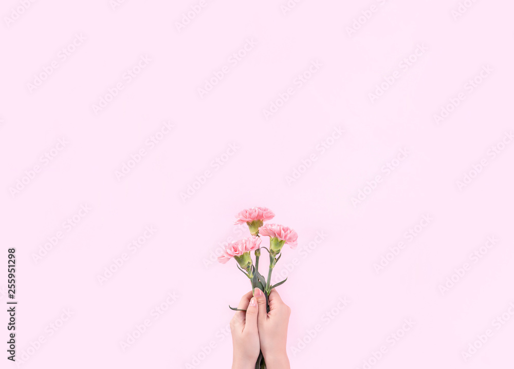 Woman giving bunch of elegance blooming baby pink color tender carnations isolated on bright pink ba