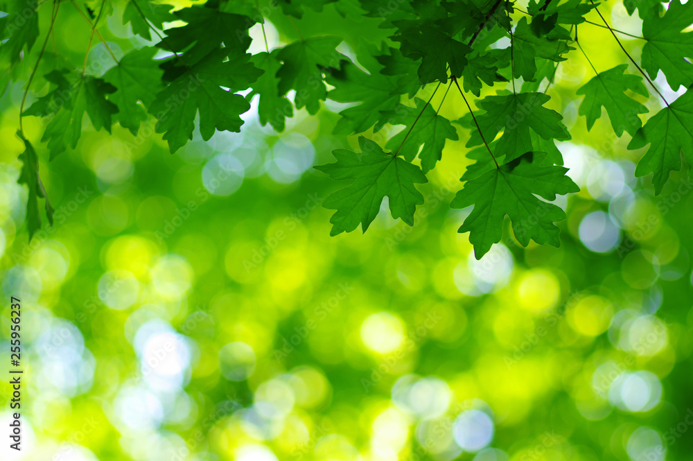 Green leaves on the spring tree