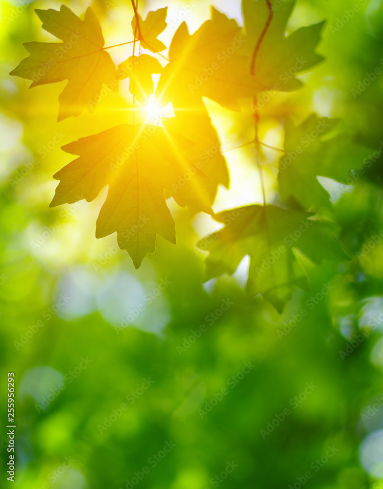 单日日历上的7月17日