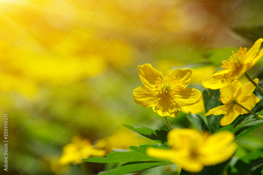 field of spring flowers