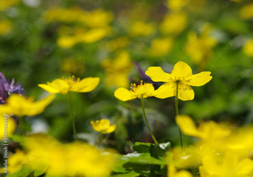 春花田