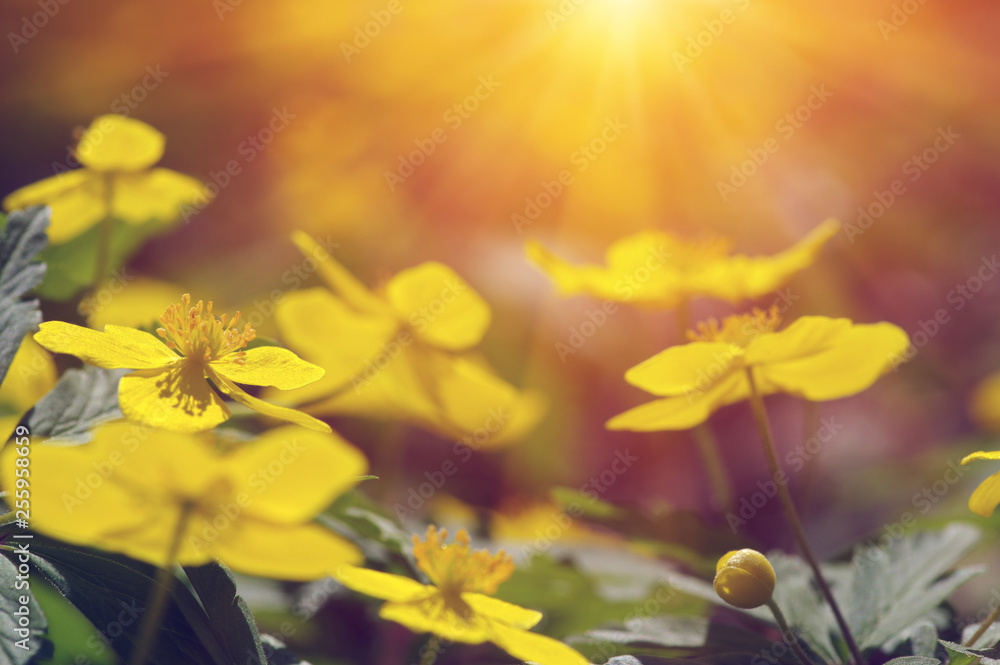 field of spring flowers