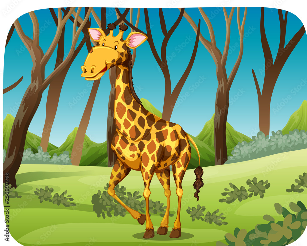 A giraffe in forest