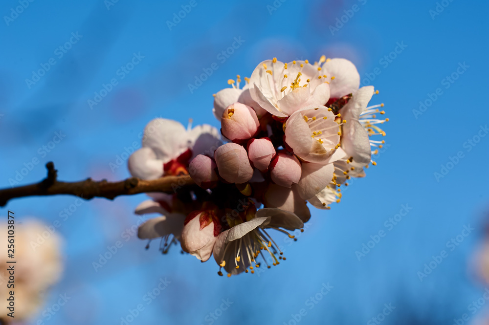 The flowers bloom luxuriantly in spring.