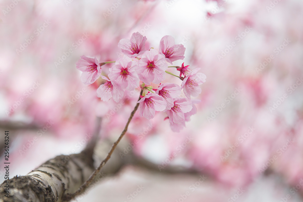 粉色樱花特写图片。