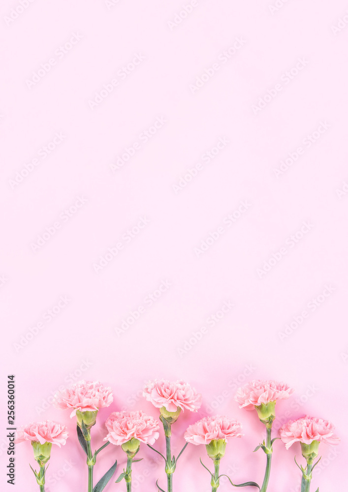 Beautiful elegance blooming baby pink color tender carnations in row isolated on bright pink backgro