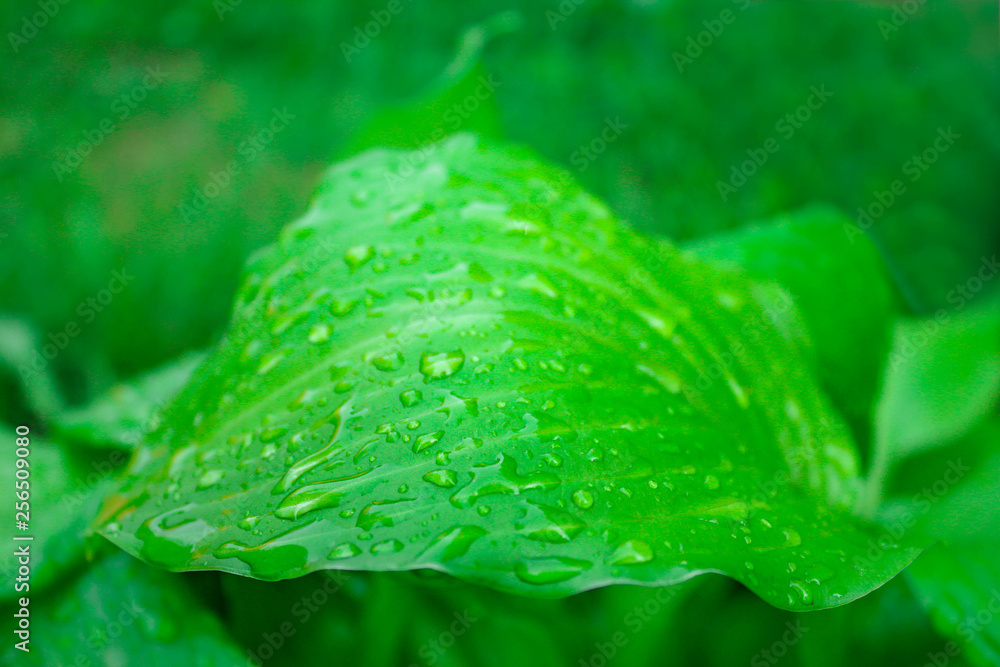 雨后有很多小雨滴的亮绿色树叶，纹理，背景