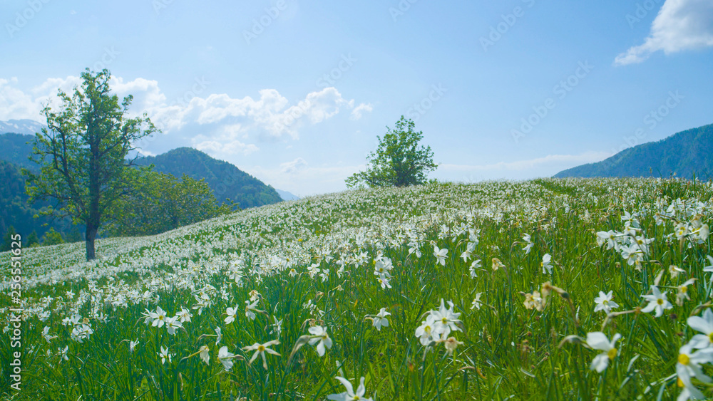 Beautiful panoramic shot of dark green woods and pastures blossoming in spring