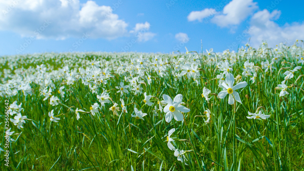 CLOSE UP: Idyllic view of an empty grassfield full of blooming white daffodils.