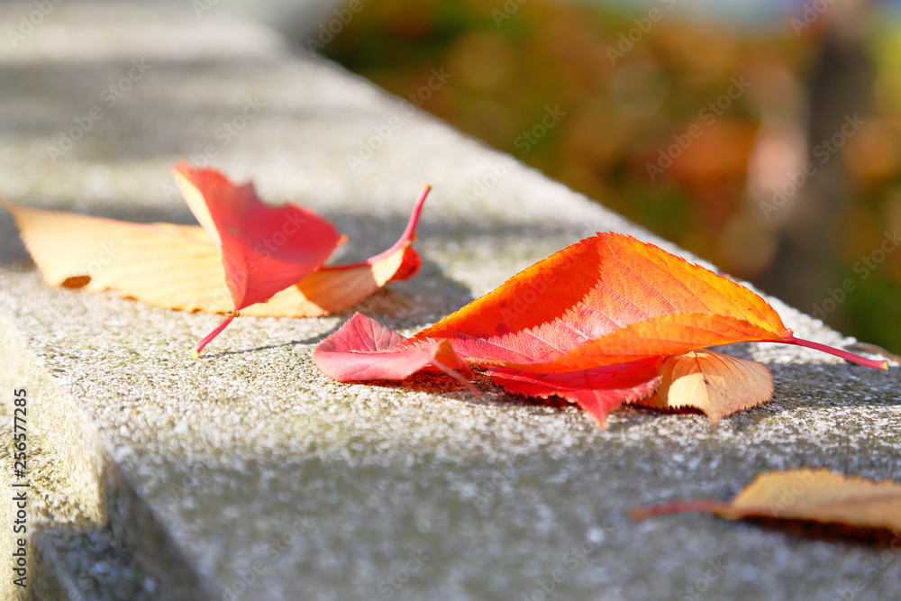 美しく紅葉した葉