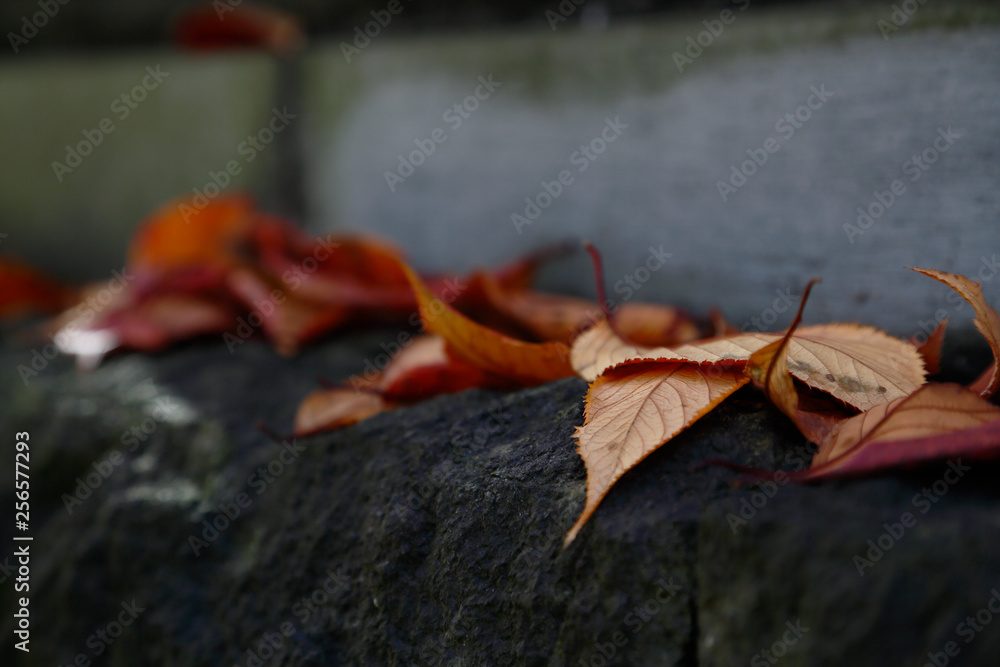 美しく紅葉した葉