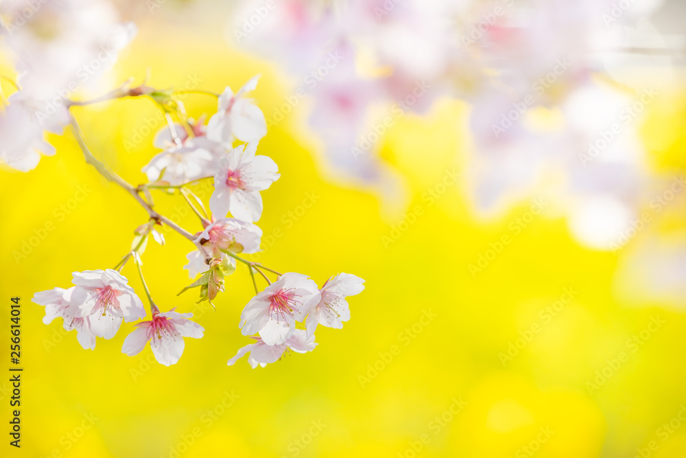 満開の桜