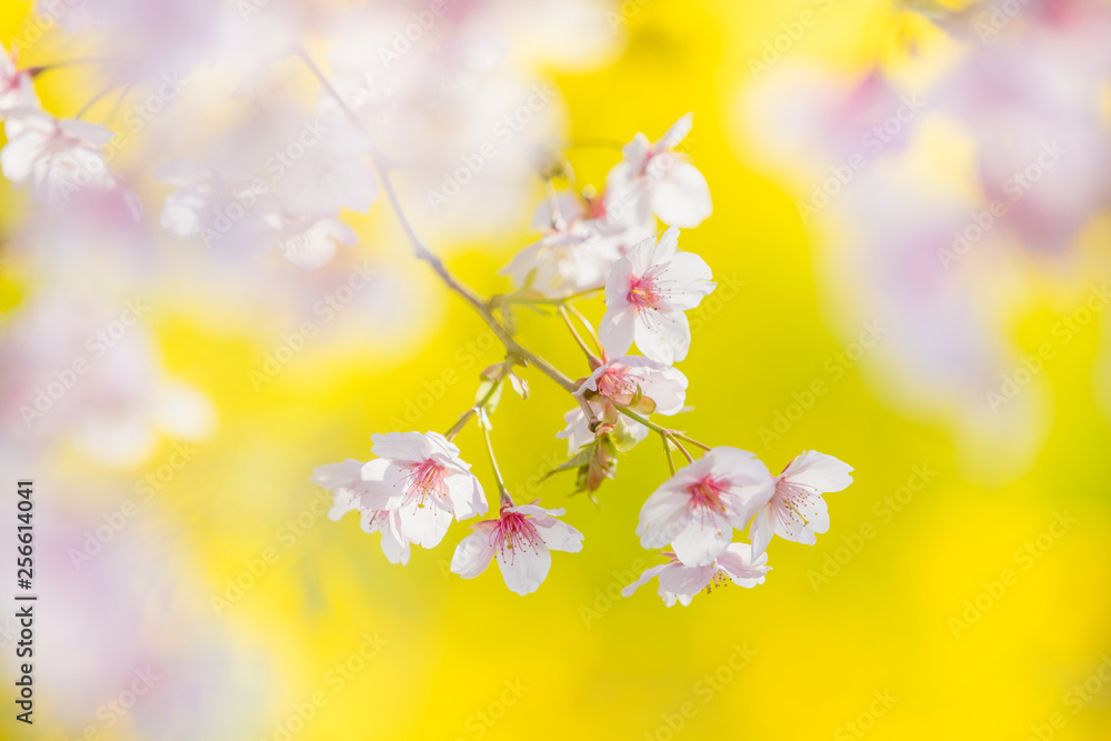 満開の桜