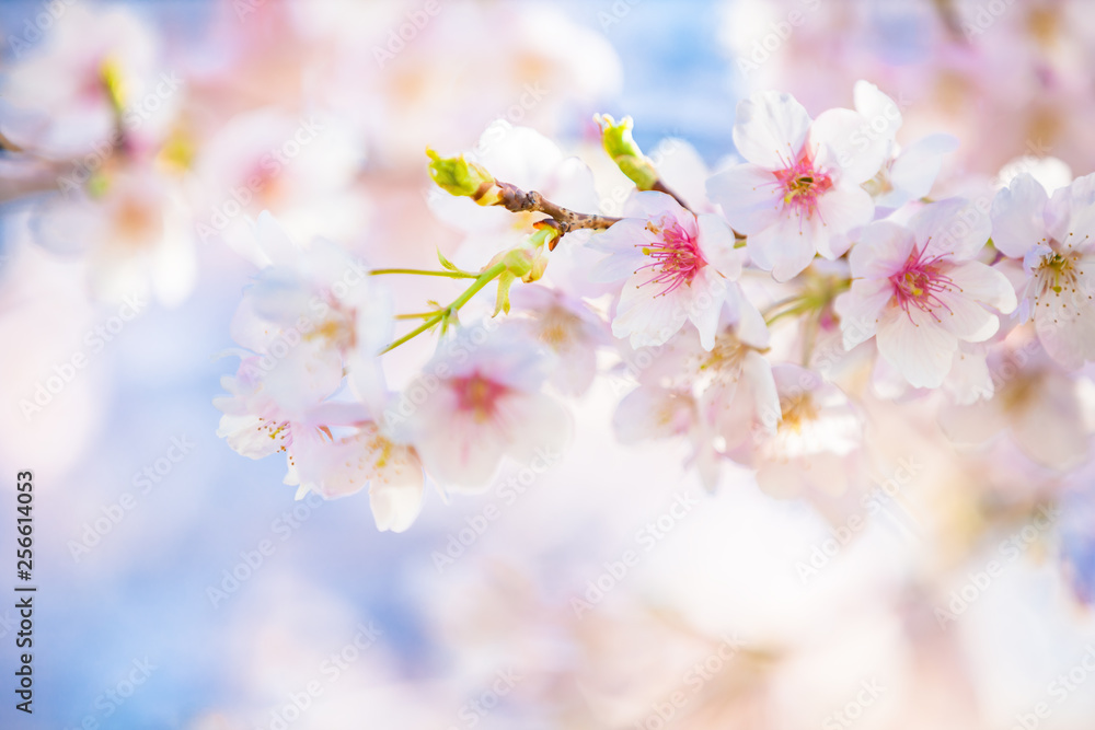 満開の桜