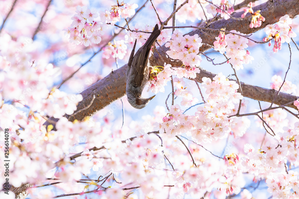 満開の桜の花をついばむ鳥