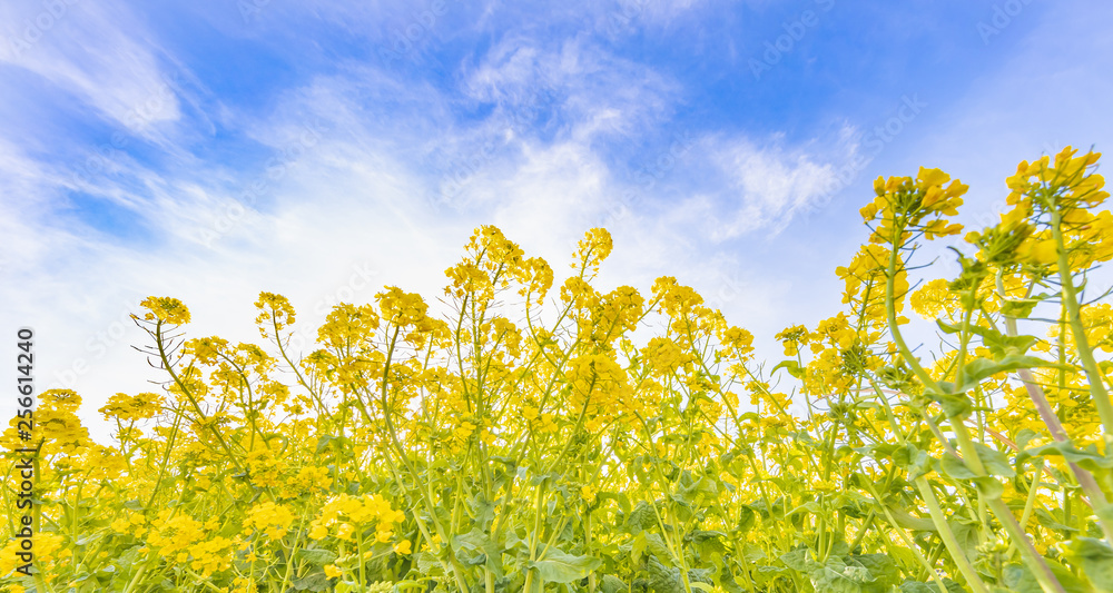 菜の花と青空