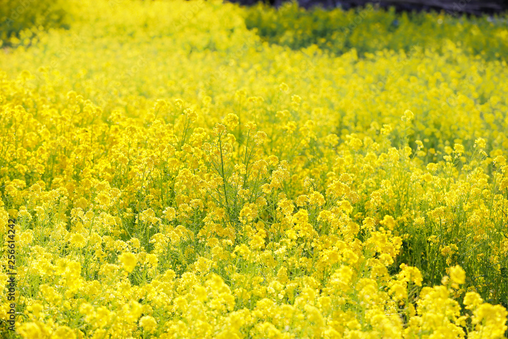 満開の菜の花