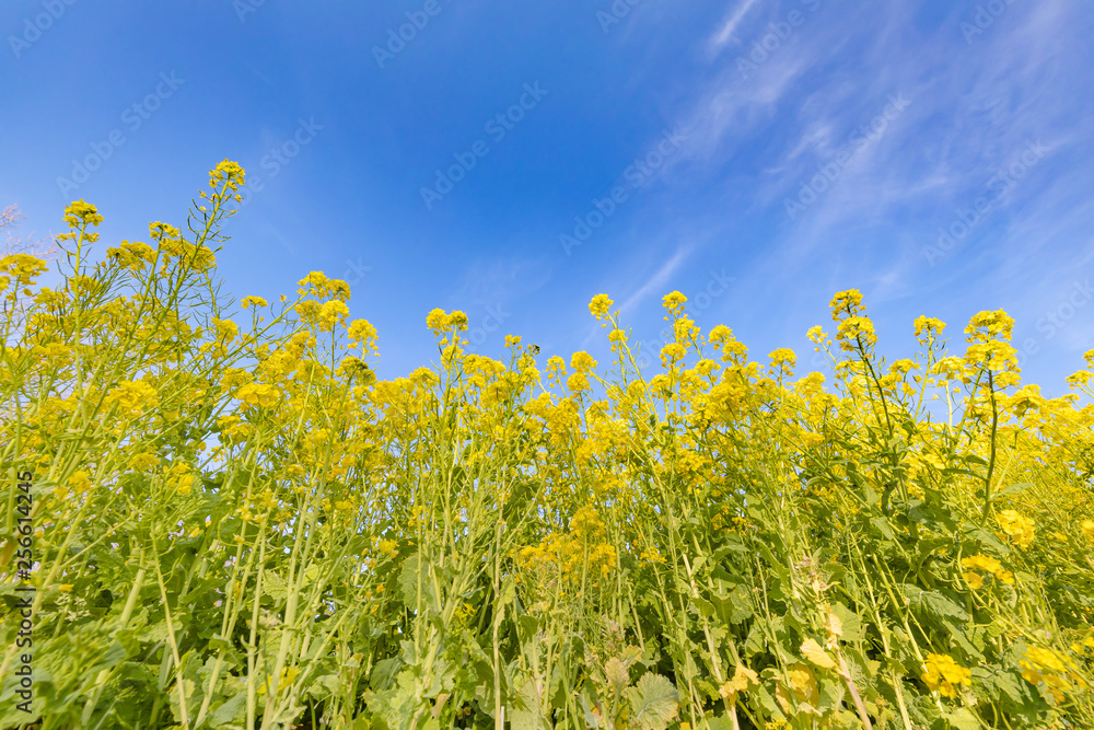 菜の花と青空