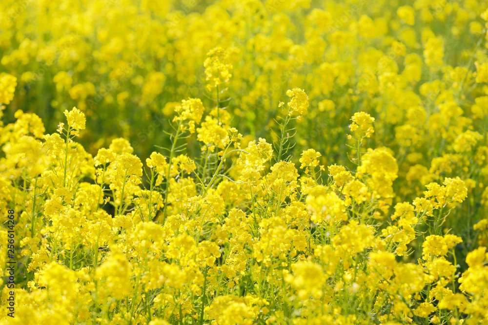 満開の菜の花