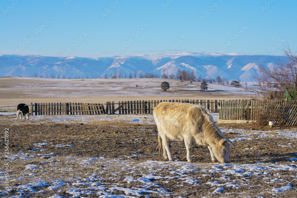 Cows eating grass during winter with background of snow mountain