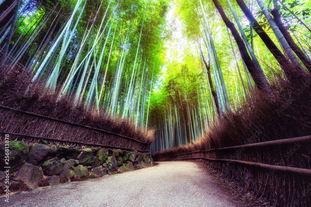 Arashiyama Bamboo Forest famous place in Kyoto Japan. - The Arashiyama Bamboo Grove is one of Kyoto’