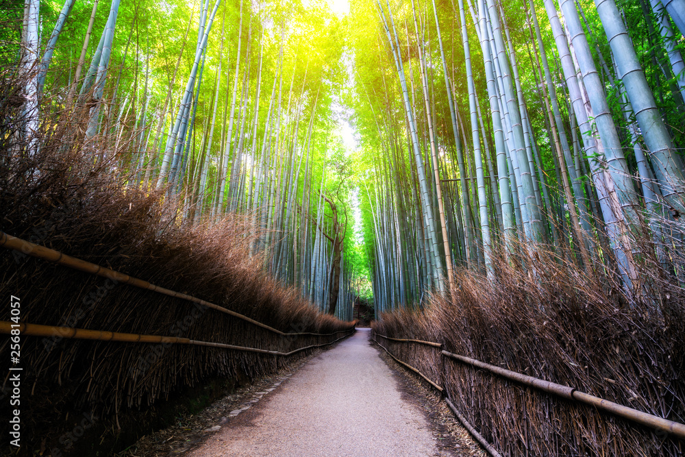 Arashiyama Bamboo Forest famous place in Kyoto Japan. - The Arashiyama Bamboo Grove is one of Kyoto’