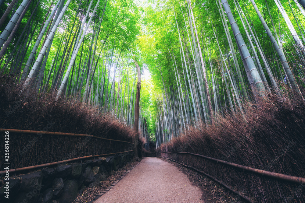 Arashiyama Bamboo Forest famous place in Kyoto Japan. - The Arashiyama Bamboo Grove is one of Kyoto’