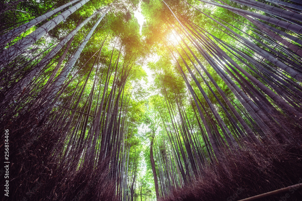 Arashiyama Bamboo Forest famous place in Kyoto Japan. - The Arashiyama Bamboo Grove is one of Kyoto’