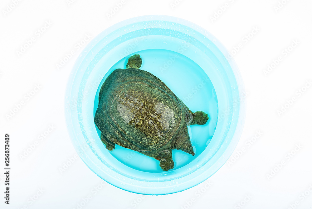 a fresh and lively turtle swimming in the basin