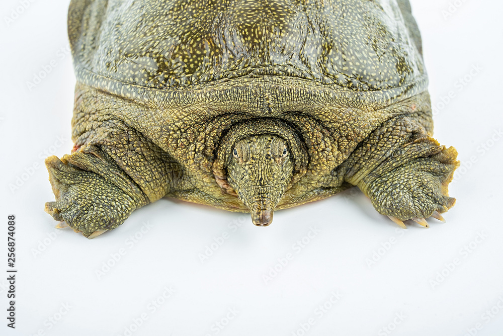 Closeup of a fresh and raw turtle head