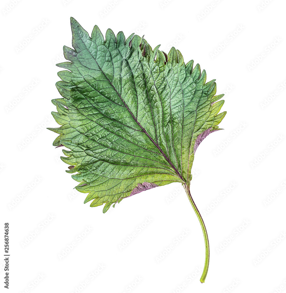 Fresh basil leaves on white background