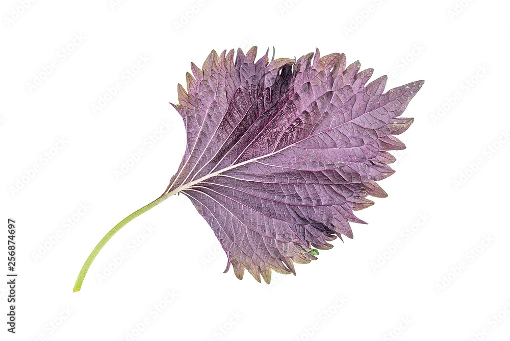 Fresh basil leaves on white background