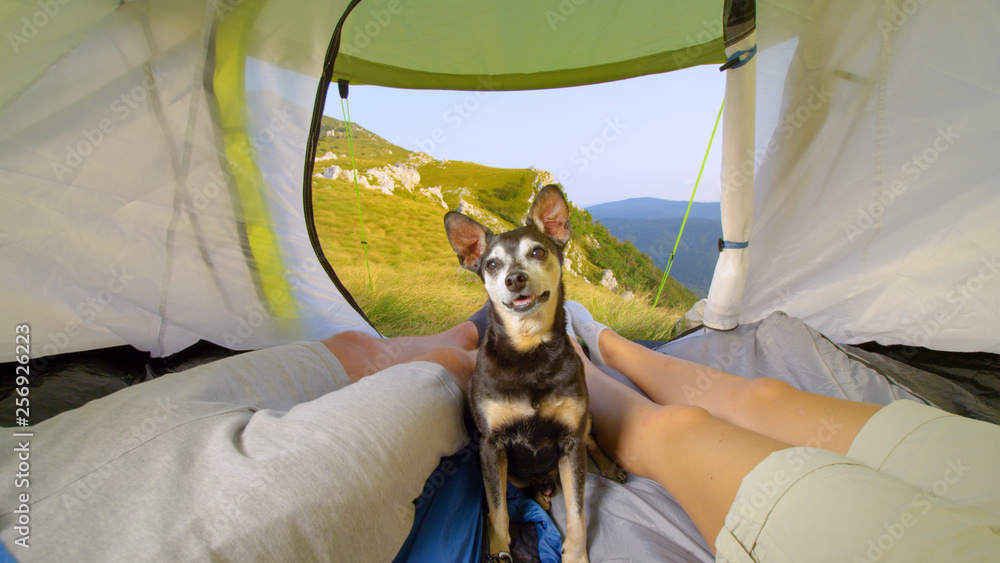 肖像：可爱的高级犬与年轻的徒步旅行者夫妇在帐篷里休息。