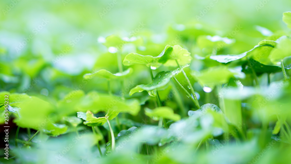 花园里的Centella植物上的水滴。