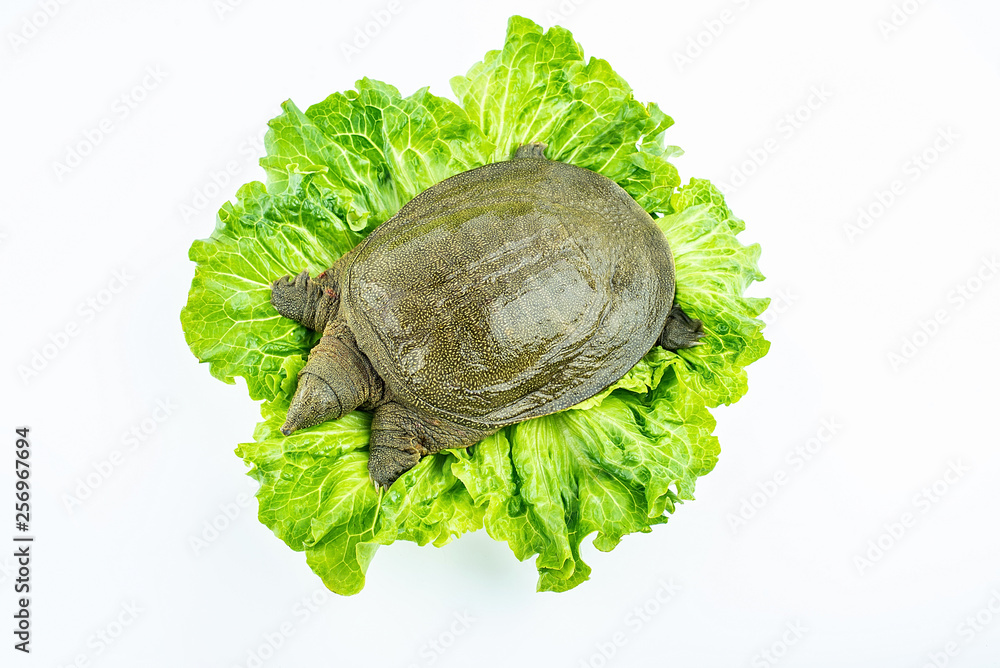 a fresh turtle on the lettuce leaf