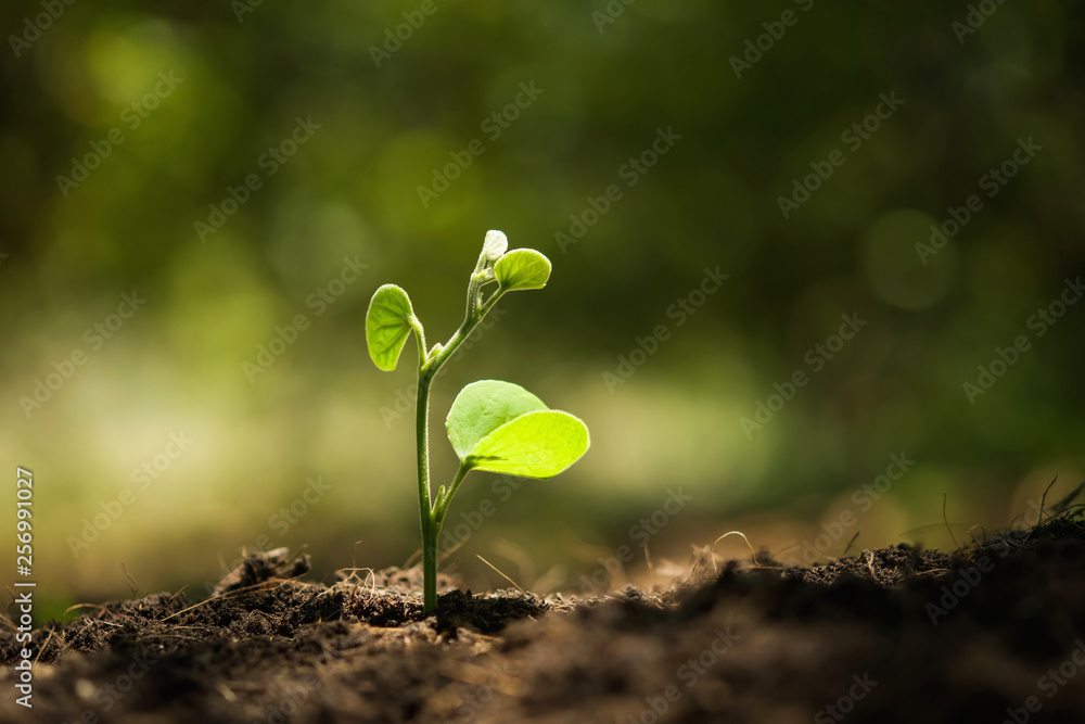 young plant growing with sunshine in nature