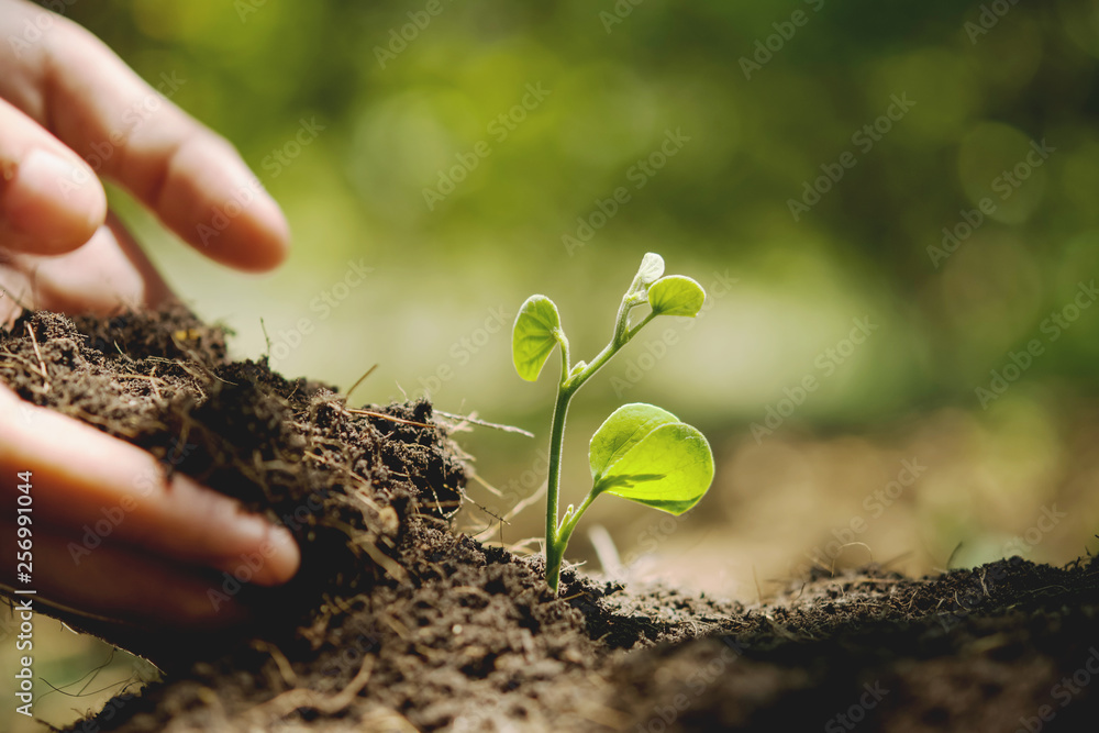 hand planting in garden. earth day concept