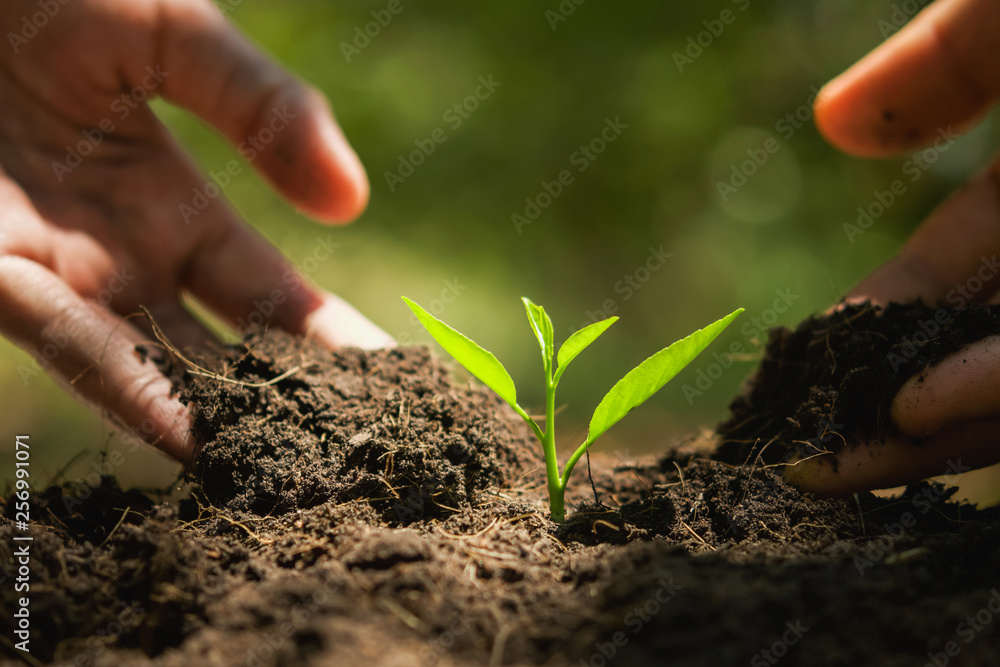 hand planting in garden. earth day concept