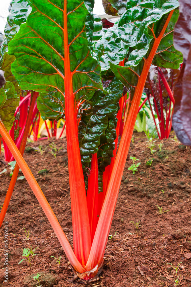 Swiss Chard, rainbow colors vegetable in a plantation.