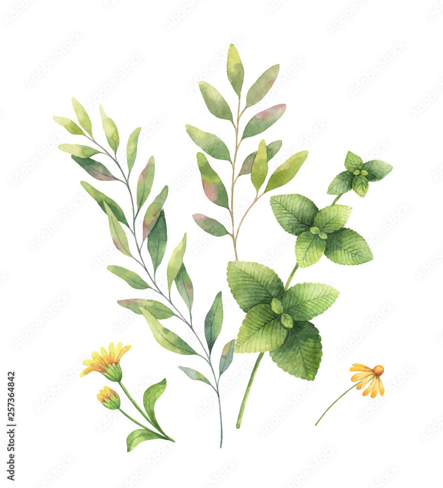 Watercolor vector hand painting set of flowers and green leaves.