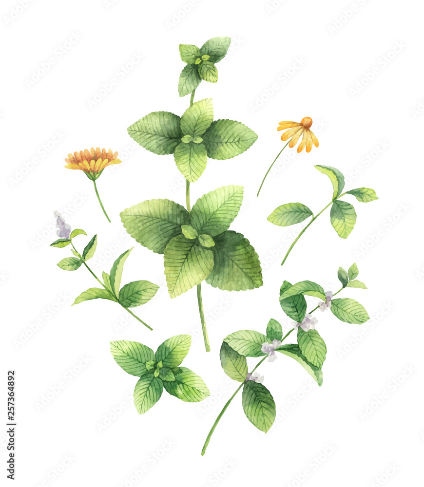 Watercolor vector hand painting set of flowers and green leaves.