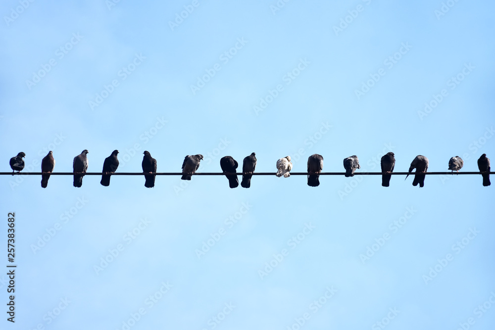 Pigeons sitting on the electric high-rise wire. Birds on the power line.