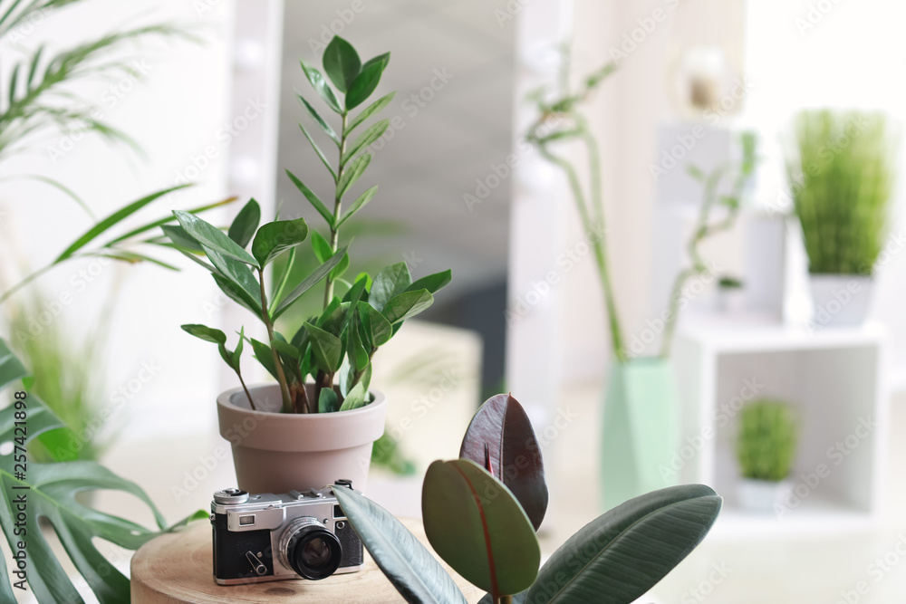 Photo camera with green tropical plants in room