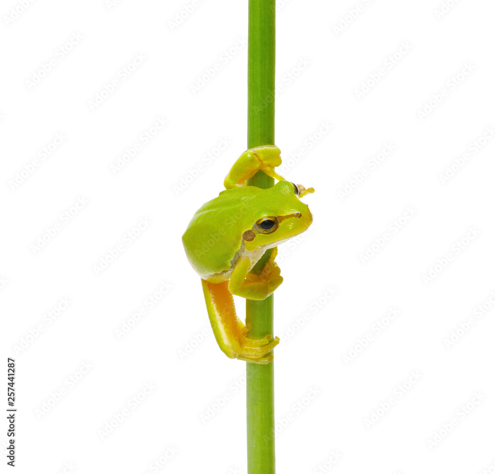 Tree frog on a plant