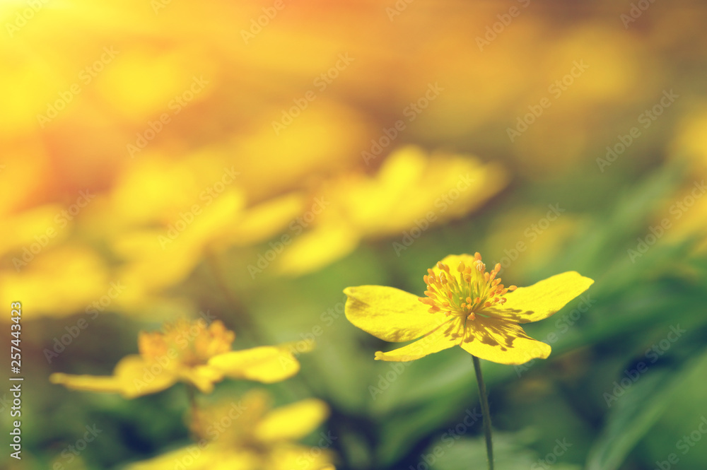 field of spring flowers