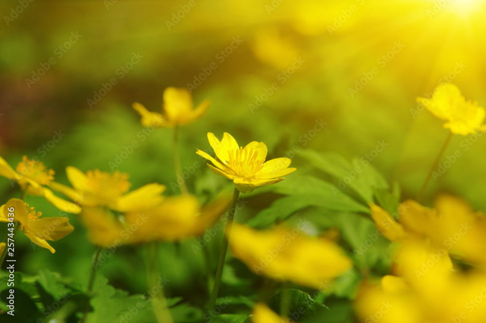 field of spring flowers